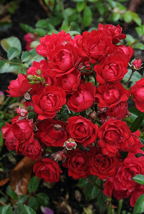 Фейри Кинг (Fairy King)